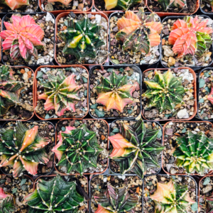 Gymnocalycium Mihanovichii Variegated