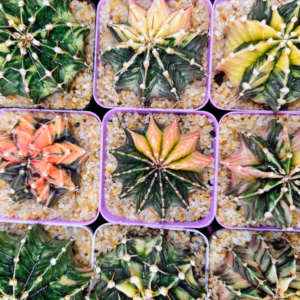 Gymnocalycium Mihanovichii Variegated (2.5-3 inch)